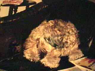 My dog, does this dog look like his owner or what?