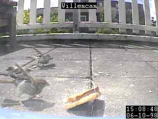 Sparrows on my balcony