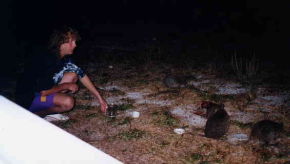 Quokka's on Rottnest Island