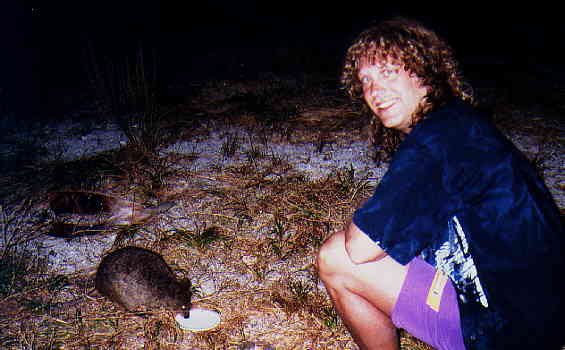 Quokka's on Rottnest Island